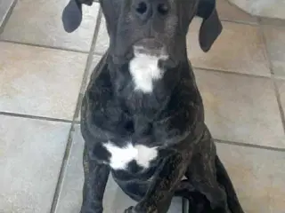 Hvalp søger nyt hjem 