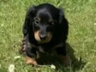 Gravhund langhåret Dværg
