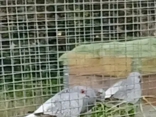 diamantduer