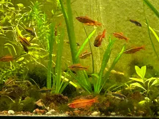 🐟🚨 Glødelys Rasbora – rolige og smukke stimefisk