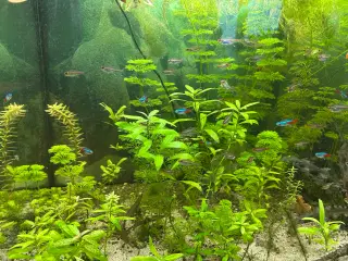 🌿 Levende akvarieplanter – 2 stk. GLS