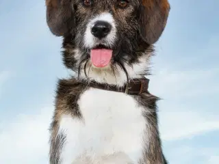 Smukke Karla søger ny familie 🩷