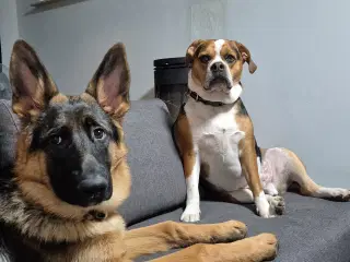 2 dejlige hunde
