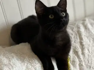 Smuk rescue kat søger hjem