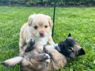 Papillon/Chihuahua hvalpe søger familie