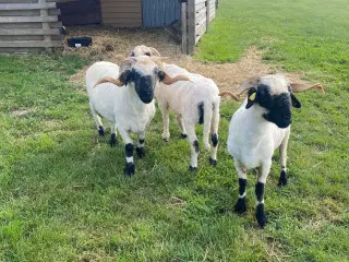 Valaise Blacknose 