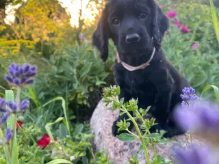 FT Cockerspaniel hvalpe sælges 