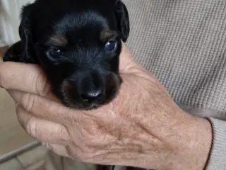 Langhåret gravhundehvalpe