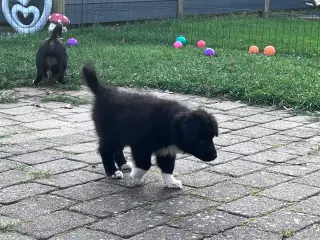 Islandske fårehund med Australien shephard og DSG