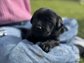 Labrador hundehvalp