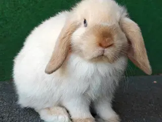 Minilop