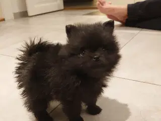 Pomeranian 