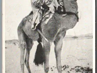 Den første Tuareg som Sahara Ekspeditionen mødte i Hoggar - Missioner  - Brugt