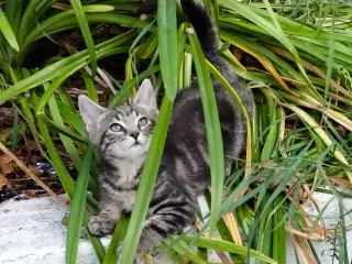 Maine coon blandings killinger