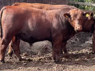 Rød Angus Tyr