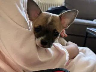 Korthåret Chihuahua 