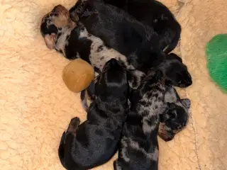 Korthåret dværg gravhund