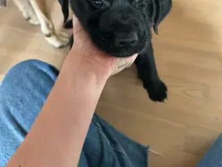 Blandingshvalpe klar til nyt hjem 8. April