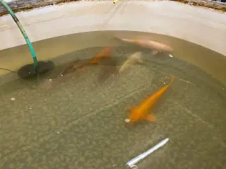 Koi og stør