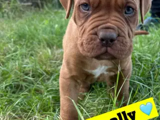 Cane Corso/Douge de Bordeaux 