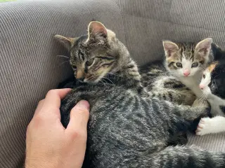 Katte