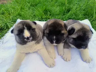Hundehvalpe Akita American 