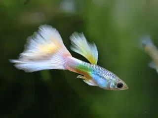 Guppy til Akvarium købes