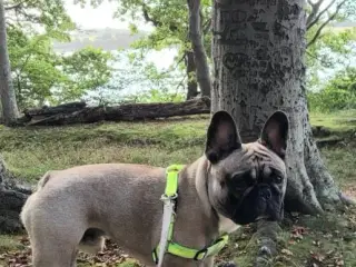 Fransk bulldog han til parring