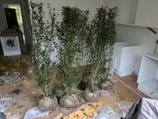 6 stk. ligustahække