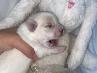 Coton de tulear - Bomulds bamser