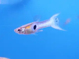 Japan Blue Endler Guppy