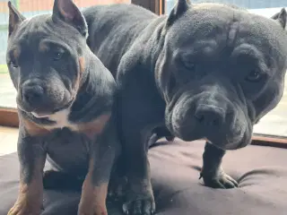 American Bully Tilbage Dreng BigDogsRomania