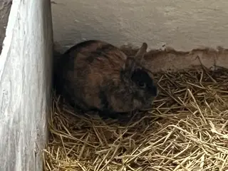 To styk kaniner +1 næsten nyt Bur