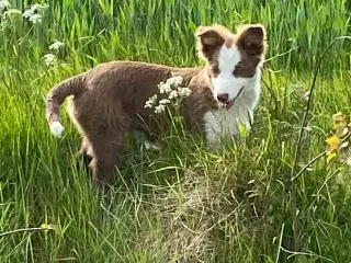 Border collie