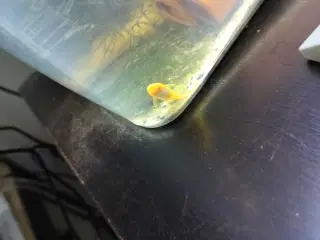 Ancistrus Albino Sugemaller 3-4 cm