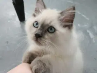 Søde Ragdolls/Marine coon.