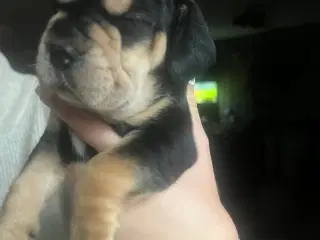 Engelsk Cocker spaniel og engelsk bulldog blanding