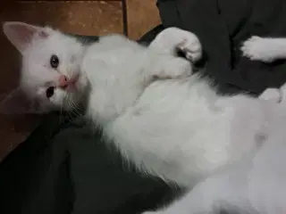 Hellig birma/ Ragdoll 