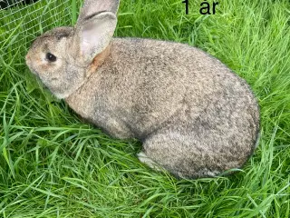 Han kanin sælges 