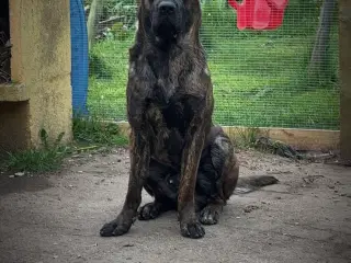 Alfa søger nyt hjem