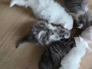 Killinger mainecoon blandinger