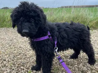 Goldendoodle Mellem Rejseklar