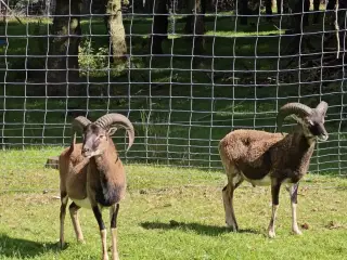 Mufloner 