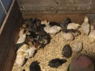 Høne Kyllinger