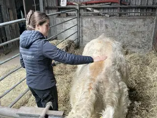Charolais tyrekalv 