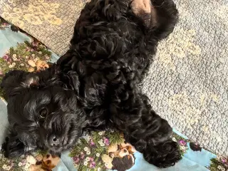 Cavapoo tævehvalp 8uger