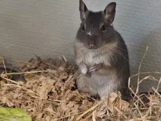 degu han søger nyt grundet unger
