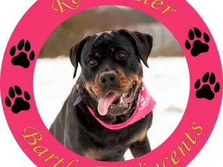 Rottweiler hvalpe 