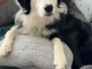 Aslan Border collie kastrat 
