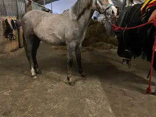Blanding pony
